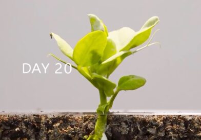 “Take root downward, and bear fruit upward:” (Isaiah 37:31). Whilst earth orbits through space, earth also tilts upon its axis and will soon reach a position in its orbit where the North Pole is at its maximum tilt and when this happens the longest day of the year will occur in the Northern Hemisphere (June 20, 2024). In 22 days it will be the first day of summer!! ☀️ 
•
I hope you enjoy this amazing time lapse of a green pea ???? plant growing from seed. Each and every individual plant on earth is a growing miracle! ????
•
VERSES FOR THE DAY: “While the earth remaineth, seedtime and harvest, and cold and heat, and summer and winter, and day and night shall not cease.” (Genesis 8:22). King Solomon, the wisest man that ever lived said, “In the morning sow thy seed, and in the evening withhold not thine hand: for thou knowest not whether shall prosper, either this or that, or whether they both shall be alike good.” (Ecclesiastes 11:6).
•
King Solomon was advising to sow more than is needed in order for there to be extra plants. This is a proper garden technique which I use myself; one never knows which sowing “shall prosper” or “whether they both shall be alike good.” Sowing extra plants is wise because many times seedlings are vulnerable to being eaten (???? ???? ????). The seedlings that survive can then be “thinned” if too many plants are still left growing.
•
“To every thing there is a season, and a time to every purpose under the heaven: A time to be born, and a time to die; a time to plant, and a time to pluck up that which is planted;” (Ecclesiastes 3:1-2).
•
???? VIDEO CREDIT: Amazing Tube Timelapse (shared here for educational purposes only, no copyright infringement intended).
•
•
•
•
FOLLOW: @cora.a.harris