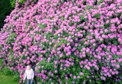 É tão incrível… Rhododendron de 100 anos e a mulher que o plantou…