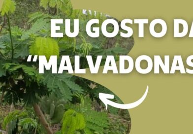 Não existe planta ruim!