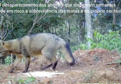 Os dispersores de sementes – reflorestam as matas e garantem a sobrevivência de todos.