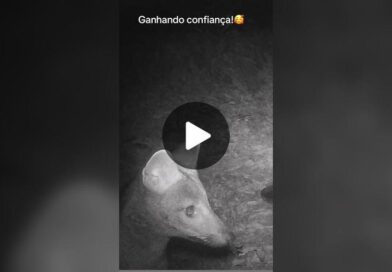 TikTok · Bora pra Roça?
