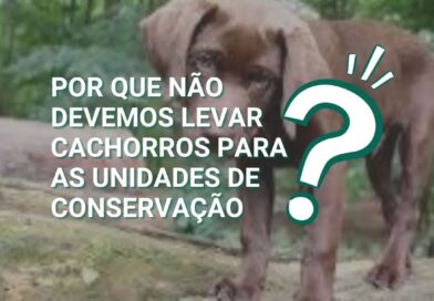 Você sabia que as unidades de conservação possuem Planos de Manejo que regulamentam o seu uso público? Estas regras visam a conservação ambiental e o incentivo às práticas sustentáveis, promovendo mais segurança ao Meio Ambiente e às pessoas. 

Na maioria das Unidades de Conservação não é permitida a presença de cachorros (e outros animais domésticos). Um exemplo? No Parque Estadual da Pedra Branca, Rio de Janeiro, cachorros não podem entrar. Vamos conhecer os motivos?

⏩ Cachorros são predadores e ameaçam a fauna silvestre por caçar e competir por alimentos. Isso gera desequilíbrio na fauna nativa, pondo em risco as espécies mais vulneráveis.
⏩ Cachorros causam impacto na vida selvagem e interferem nas interações ecológicas. Comportamentos caninos comuns, como latir e cavar a terra,  podem gerar estresse. 
⏩ Cachorros podem  interromper processos naturais quando interagem com o meio silvestre: atrapalham a dispersão de sementes e a polinização da flora, afetando a diversidade e a regeneração do sistema ecológico.
⏩ Cachorros podem transportar e transmitir doenças que trazem riscos à saúde dos animais silvestres. Também podem ser contaminados por doenças típicas da fauna nativa, o que muitas vezes são fatais. 

Vamos compartilhar?
A ideia é proteger nossos companheiros e os animais silvestres. Cada um no seu ambiente e todos felizes!

eTrlhas: Sua Jornada Na Natureza Começa Aqui

???? Parceria na Conservação: Parque Estadual da Pedra Branca, Rio de Janeiro

#Conservação #Preservação #Natureza #MeioAmbientetrilha