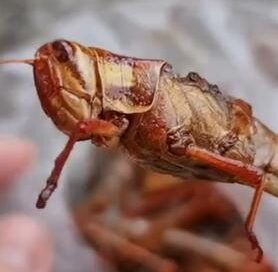 Exotic Thai Street Food