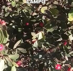 Cereja do Campo FRUTA do CERRADO #music #coldplay #newmusic #sucessovital