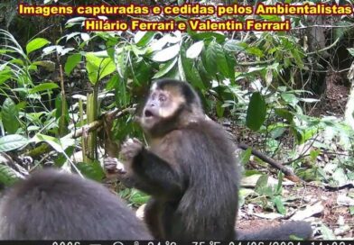 Macacos-prego são capturados por dois ex caçadores