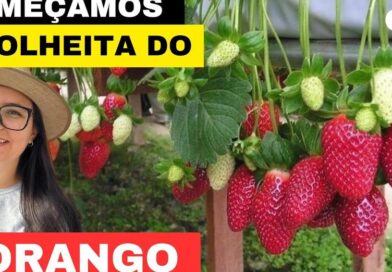 Agricultura familiar. Plantação orgânica! Claraval-MG.