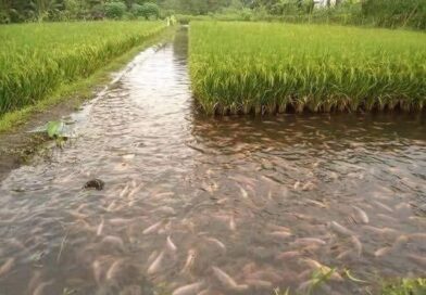 Muito  interessante!!!
Cultivo de arroz e peixe na Indonésia: uma simbiose suste…