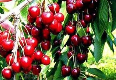 TENHA SUA CEREJA EM CASA , A FAMOSA CEREJA DE BOLO OU DO BOLO CEREJA EUROPEIA .
…