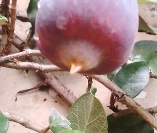 #ficuspumila #erveira  #plantasmedicinais  #plantasmedicinales  #unhadegato