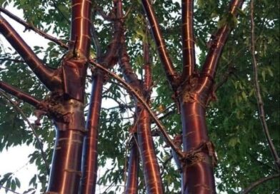 Árvore de cobre?
  Prunus serrula, chamada cereja de casca de bétula, cereja de …