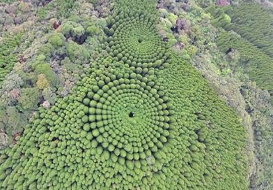 Em 1973, cientistas deram início a um projeto florestal experimental nas proximi…