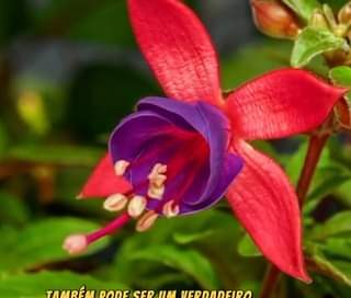 Flores Que São Comestíveis