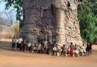 Árvore de 2000 anos na África do Sul chamada Árvore da Vida. A árvore baobab
Árv…