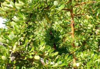 Árvores de Argan 
As árvores de Argan (Argania spinosa)são encontradas no sudoes…
