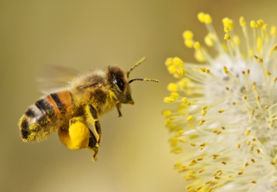 Dia Mundial do Meio Ambiente: o destaque é a importância das abelhas
