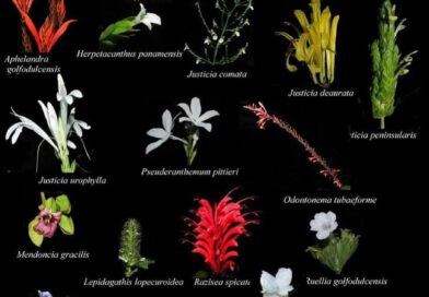 Algunas especies de la familia Acanthaceae!
Continuando con la exploración y documentando de la diversidad florística de La Península de Osa, Costa Rica, América Central
#nativas
#loscharcosdeosa
#floraosa
#Restauración
#nativas