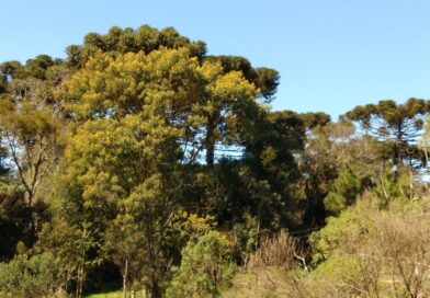 Essa é a Bracatinga – Mimosa scabrella. A leguminosa pioneira mais importante na…