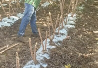 Mulching – Sistema de Plantio de Mandioca. Quer saber mais, prestamos consultoria em Mandiocultura (on line e presencial). Enviamos manivas pra todo Brasil.