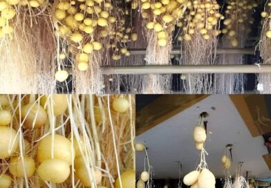 A aeroponia, um método inovador de cultivar batatas sem solo, implica suspender …