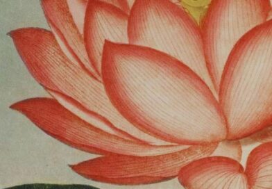 O próximo curso on-line da Escola de Botânica vai te ensinar sobre a história da ilustração botânica!

Com transmissão ao vivo no dia 18/06/2024 (terça), das 19 às 21h (horário de Brasília), o curso on-line A história da arte botânica será conduzido pelo biólogo e botânico Anderson Santos (@anderson_bio ), que vai te ensinar como a arte botânica influenciou importantes movimentos na história da humanidade.

Caso você não possa participar ao vivo, a transmissão será gravada e você terá acesso ao conteúdo por 90 dias.

Para se inscrever, visite www.escoladebotanica.com.br (link no perfil)

#escoladebotânica