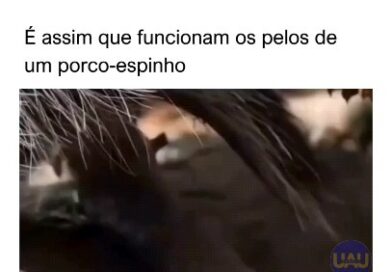 #Repost uau.incrivel

Os pelos de um porco-espinho, chamados de espinhos ou quíleos, são modificações dos pelos normais encontrados em outros mamíferos. Eles são estruturas rígidas e afiadas, compostas principalmente de queratina, a mesma proteína encontrada nas unhas humanas. Esses espinhos são inseridos na pele do porco-espinho e são projetados para se defenderem de predadores.

Quando um porco-espinho se sente ameaçado, ele pode se contrair e eriçar os pelos, fazendo com que os espinhos sejam expostos e apontem na direção do agressor. Além disso, os espinhos têm uma ponta afiada e são cobertos por pequenas escamas, o que torna difícil para os predadores atacarem o porco-espinho sem se ferirem.
.
.
.
#animals #mundoanimal #animalplanet #curiosidades #viral