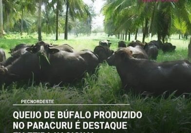 O setor pecuário bubalino também comemora o sucesso na recente Pecnordeste. A Fa…