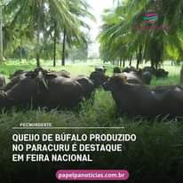 Pode ser uma imagem de texto que diz "PECNORDESTE QUEIJO DE BÚFALO PRODUZIDO NO PARACURU É DESTAQUE EM FEIRA NACIONAL papelpanoticias.com.br"