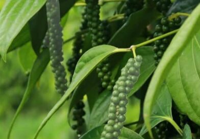 MUDAS DE PIMENTA DO REINO PRODUZINDO DISPONÍVEIS 
 ENVIO PRA TODO BRASIL 
 48 99…