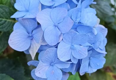 O que fazer para a Hortência ficar azul?

   Em solos ácidos, as flores são mais…