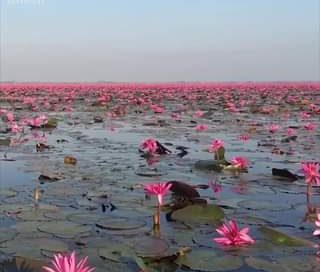 ‘Da lama nasce a flor de lótus.’
 Esse é o incrível Mar de Lótus Vermelho, local…