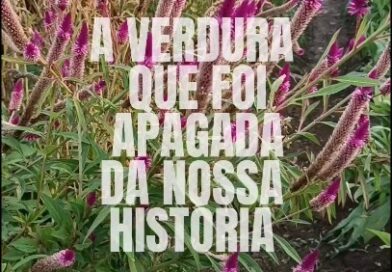 Uma planta pode sofrer apagamento? A celósia tem uma miríade de nomes populares. Rabo de gato, suspiro, mimosa, crista-de-galo, amaranto-africano, espinafre-africano.

Ela é originária da costa oeste africana, sendo até hoje muito consumida em Nigéria, Benin, Gana e Costa do Marfim.

Existe há séculos por aqui, trazida possivelmente por essas populações no Brasil colônia. Em poucas localidades o uso como vegetal persiste, apesar de a planta ser comum no país todo e se desenvolver muito bem no nosso clima.

É daquela decoração de casa de avó, de pracinha, até de beira de estrada.

Durante nossa história ela sofreu apagamento cultural, e seu uso rapidamente se perdeu. Até na Bahia, onde a cultura afrodiaspórica ainda pulsa forte, é bem raro ver dela por lá como alimento, com usos bem pontuais.

Esse apagamento não se deu só com ela, viu? Feijão-mangalô, maxixe, quiabo, jiló, giboma, cará-moela, todos são nossa herança africana bastante borrada. Muitos deles, ainda que comuns, ainda são difíceis de achar nas grandes redes de supermercado aqui do Sudeste, como cará, jiló ou quiabo, embora façam parte da nossa tradição culinária e não sejam PANC aqui.

A celósia, ou como quiser chamar, é toda comestível. As folhas são um dos espinafres mais deliciosos – sempre cozida. As flores jovens podem ser empanadas e fritas, ou como corante natural; as sementes são cozidas, análogas a quinoa. Tudo se come, tudo é saboroso, tudo é belo nesta planta. Aliás, ela é recordista de postagens aqui, falei mais dela do que de qualquer outra planta. 

Nome cientifico: Celosia argentea, Celosia spicata

Na sua região, ela é plantada como alimento, só como ornamental, ou também sumiu?
