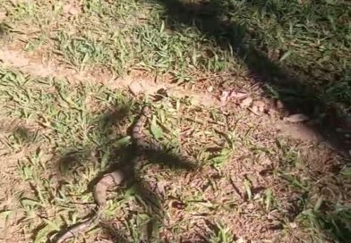 A Boa constrictor( nome científico). A jiboia da Mata Atlântica é encontrada e…