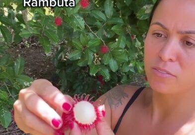 Você já conhece o rambutan por dentro? ????

Confira o vídeo ????

Rica em vitamina C, carboidratos, proteínas, cálcio, fósforo, potássio, ferro e niacina, esta fruta é perfeita para quem aprecia um sabor doce e menos ácido, podendo ser utilizada em sucos e conservas. 

Ficou com vontade de experimentar? Entre em contato com a Frutaço: 

???? Unidade Ceasa-DF
Endereço: Sia Sul Trecho 10 – CEASA | Brasília/DF
Telefone: (61) 3234-6798
WhatsApp: (61) 99293-2999

???? Unidade Feira do Produtor-DF
Endereço: Feira do Produtor: SH Sol Nascente QNP 1 – Ceilândia | Brasília/DF
Telefone: (61) 99258-7865

Créditos: @familiarebello