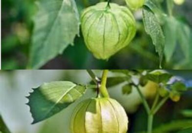 Desvendando as riquezas de Canapum physalis: uma planta que vale seu peso em our…