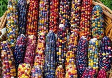 Diversidad genetica del maíz