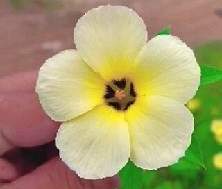 chanana é uma planta incrível que provavelmente tem na beira da sua rua, acontece que para a planta ser benéfica ela na precisa ser rara.
#horta #hortaorganica #hortaemcasa #plantas #plantasmedicinales #jardim