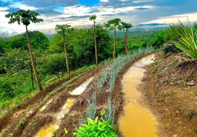 Recolección e de agua de lluvia en la cabaña, zanjas de infiltración en curvas de nivel 
???? Paria ???????? 

???? @jesuspazro 

.

.

#venezuela #cabaña #cabin #beautifulldestination
#pothography #cabinbuild #cotagecore #cotage
#cabañasdemadera #jesuspazro #cabañaestudio #zanjadeinfiltracion #swale #rain