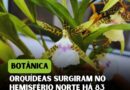 As orquídeas são a segunda maior família de plantas, com quase 30 mil espécies.
…