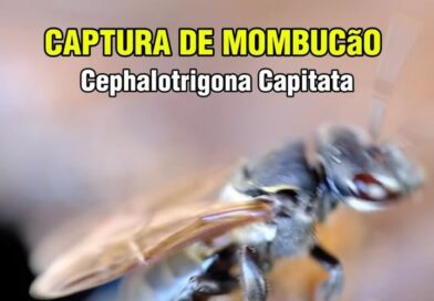 Abrindo isca de Mombucão no balde de 20l enterrado ????????
.
.
.
.
.
.
#abelhasemferrao #apicultura #meliponario #biodiversidade #salveasabelhas #insetosdobrasil #inseto #polinização #insetos #abelha #mombucão #abelhamombucão #cephalotrigonacaptata