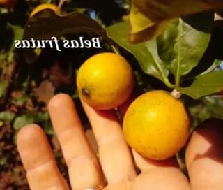 Randia ferox
 #frutas #frutasnativas #pomar #mataatlantica #belasfrutas