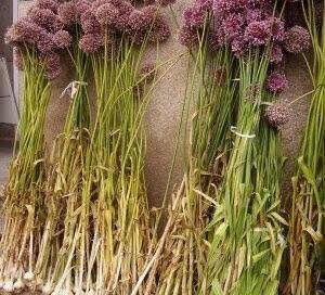 Alho Porro  

A tradição do alho porro é um ritual pagão  que era utilizado pelo…