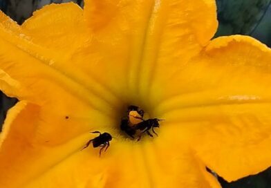 Todo esforço é recompensado ????????

#pumpkin 
#growingfood 
#nature 
#natureza 
#facavocemesmo 
#do 
#bee 
#flower