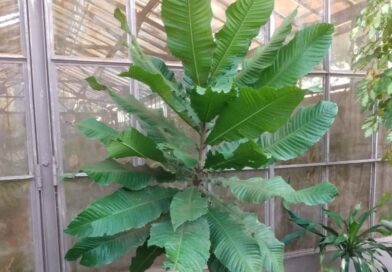 Instituto Agronômico de Campinas (IAC), 137 anos!

Presente de Aniversário 

O I…