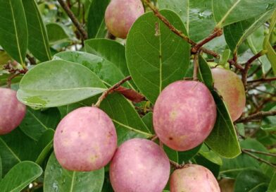 Sabes cómo se llama ésta exótica fruta?