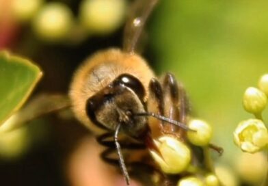 ????????????Mande para alguém que gosta de mel ????

Muita gente nos pergunta sobre a textura do mel. Então fizemos uma breve explicação sobre o fenômeno da CRISTALIZAÇÃO. 

É importante ressaltar que são muitos fatores que influenciam a textura do mel, inclusive a forma como ele é processado.

De maneira geral a florada é o fator mais importante, no entanto o mel cru tem mais chances de cristalizar. Mas nem todo mel cristaliza. Existem tipos de mel que podem ficar anos sem nenhuma alteração na liquidez.

Se ficou com alguma dúvida manda um alô nos comentários. 

Crédito ???? @apiariodafloresta
.
.
.
#melcristalizado #melcru #apismellifera #melpuro #quimicadomel #geo #geografia #geography #education #educação #edukasi #educación