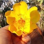 Neste momento, o Algodoeiro da Caatinga – Cochlospermum vitifolium, está com as …