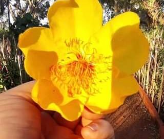 Neste momento, o Algodoeiro da Caatinga – Cochlospermum vitifolium, está com as …