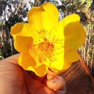 Neste momento, o Algodoeiro da Caatinga – Cochlospermum vitifolium, está com as …