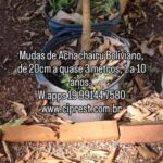 Mudas de Achachairu Boliviano no #viveirociprest 
 W.apps 19 99144 7580
 www.cip…