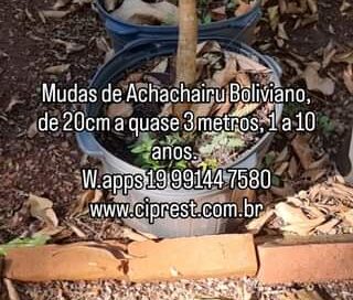 Mudas de Achachairu Boliviano no #viveirociprest 
 W.apps 19 99144 7580
 www.cip…